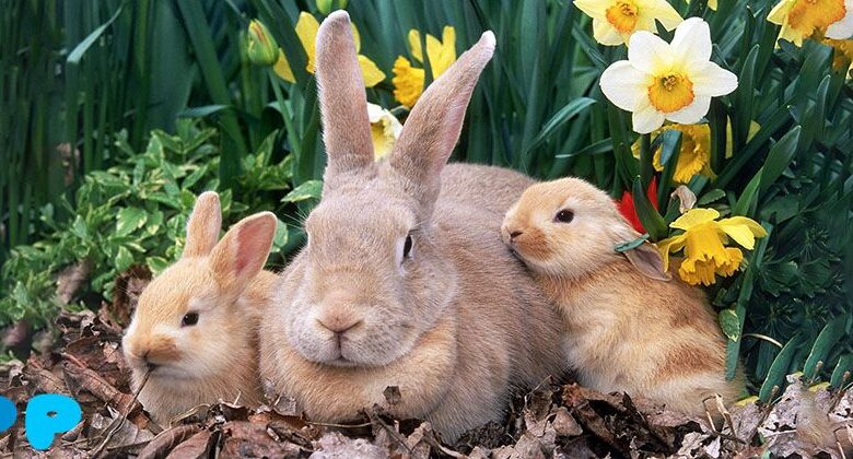 Rabbit Pregnancy: Process Details and Essential Care Rabbit Pregnancy: Process Details and Essential Care