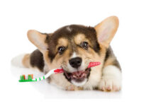 How to remove tartar from a dog?