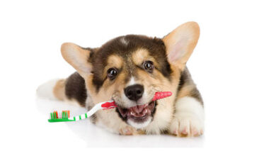 How to remove tartar from a dog?