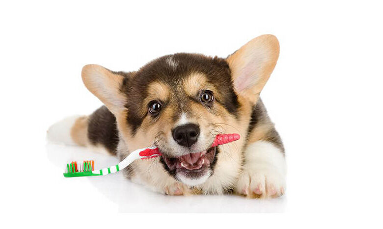 How to remove tartar from a dog? How to remove tartar from a dog?