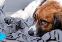 Von Willebrand Disease in Dogs