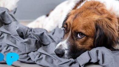 Von Willebrand Disease in Dogs