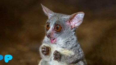 Galago