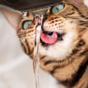 How much water should a cat drink each day?