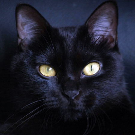 Bombay Cat: Mini Panther