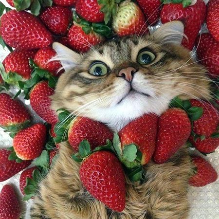 6 vitamin C-rich foods that you can give your cat
