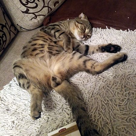 Valerian for Cats