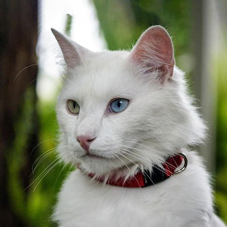 Care for the Coat of Angora Cats