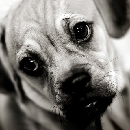 Encephalitis in Dogs