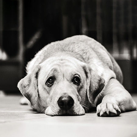 Encephalitis in Dogs