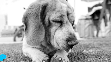 Encephalitis in Dogs Encephalitis in Dogs