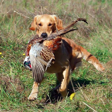 How to Train a Hunting Dog to Retrieve Game