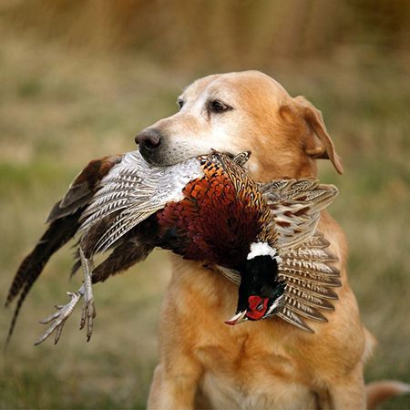 How to Train a Hunting Dog to Retrieve Game