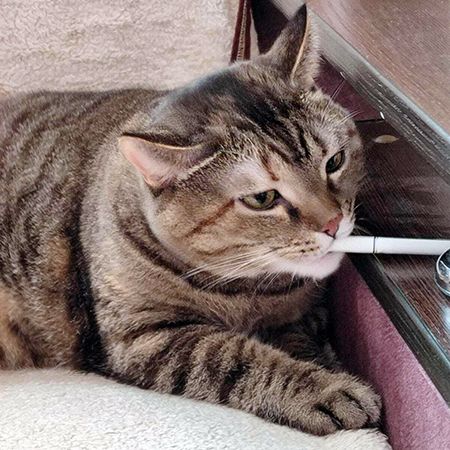 Secondhand Smoke for Cats