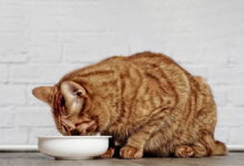 How much water should a cat drink each day?