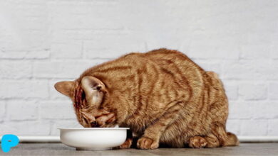 How much water should a cat drink each day?