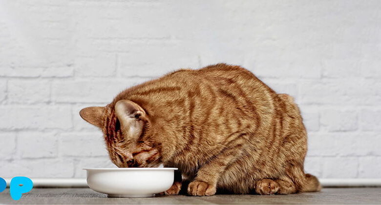 How much water should a cat drink each day? How much water should a cat drink each day?