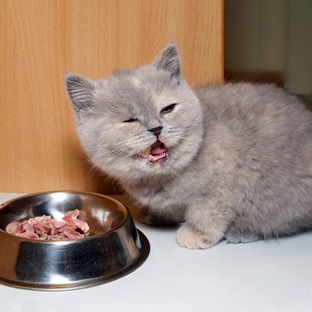 Ежедневное меню для котят
