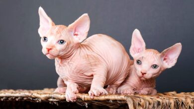 Кошки, которые не линяют