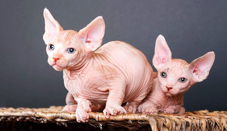 Кошки, которые не линяют