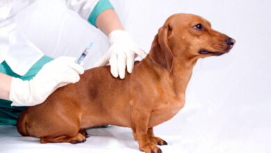 Vaccination of a dog at home