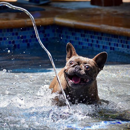 What Can Dogs Drink?