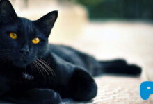 Bombay Cat: Mini Panther