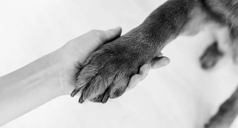 Four reasons for redness in a dog's paws Four reasons for redness in a dog's paws
