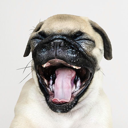 The dog's mouth smells like metal.