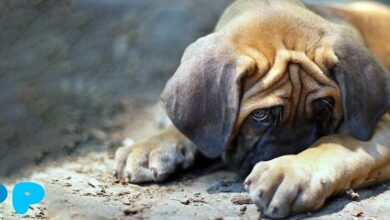 Constipation in Dogs: How to Recognize It and How to Manage It