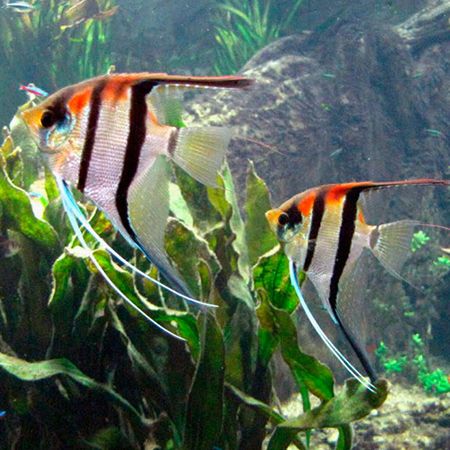 Angelfish