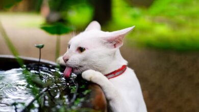 How to Tell if Your Cat is Too Hot?