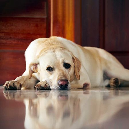 Dilated Cardiomyopathy in Dogs