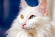 Care for the Coat of Angora Cats