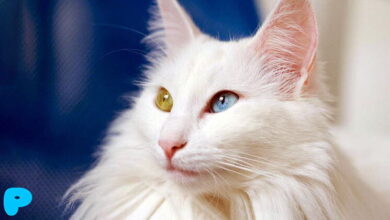 Care for the Coat of Angora Cats Care for the Coat of Angora Cats