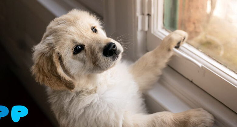 How to Train a Puppy to Stay Home Alone Train a Puppy to Stay Home Alone