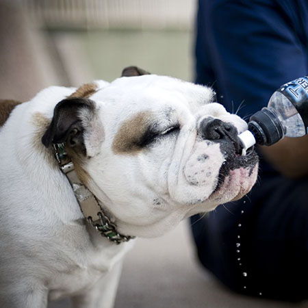 What Can Dogs Drink?