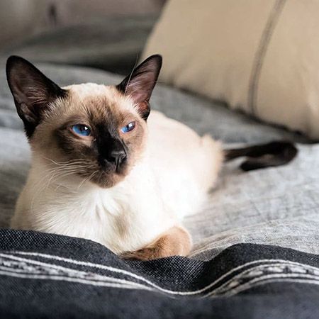 Балинезийская кошка