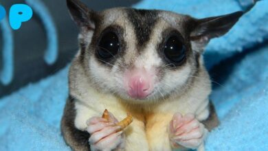 Sugar Glider