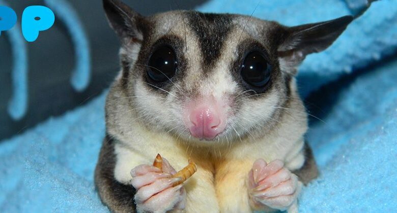 Sugar Glider