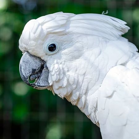 White Cockatoo