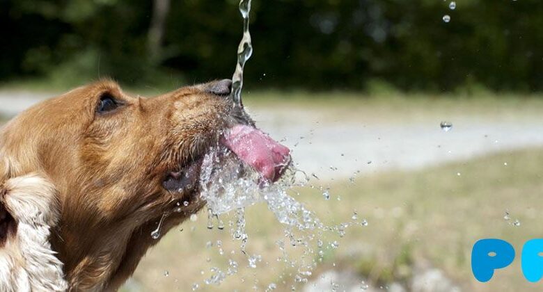 What Can Dogs Drink?