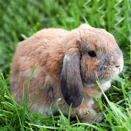 Mini Lop