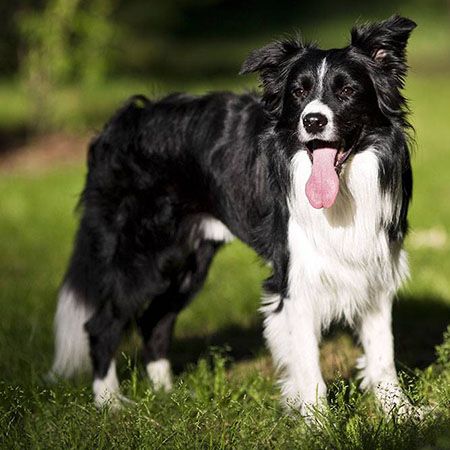 Border Collie Border Collie