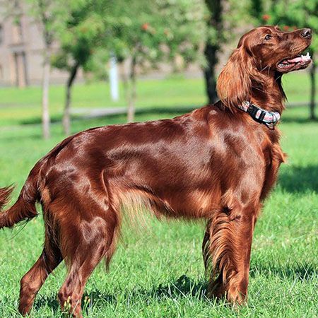 Irish Red Setter