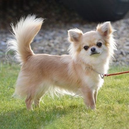 Chihuahua