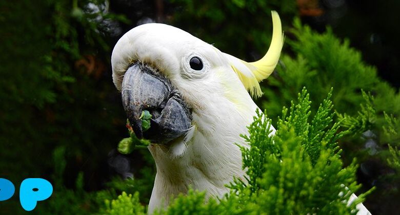 Cockatoos