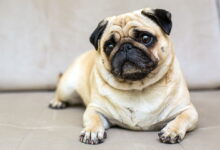 Why a Pug Whines