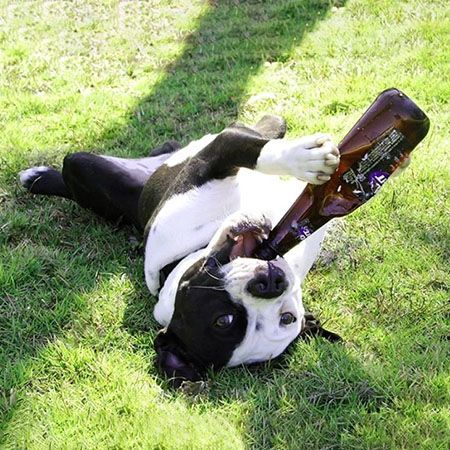 What Can Dogs Drink?