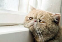 Idiopathic hypercalcemia in cats